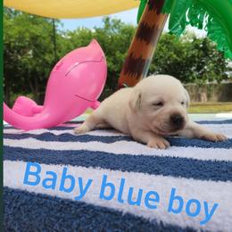 Labrador Retriever Puppies from Texas Finest English Labradors