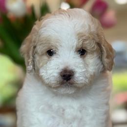 Steven - White male Cavapoo puppy in Yuciapa, California from AlltheDoodlez_