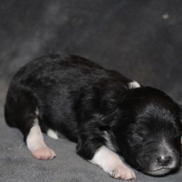 Vivian - Black tri-color female Aussiedoodle puppy in Loretto, Tennessee from K Kountry Farm