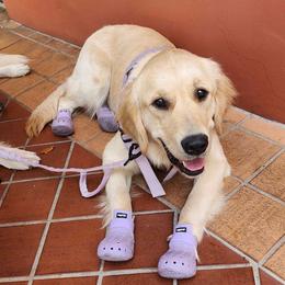 Andy - Golden Retriever