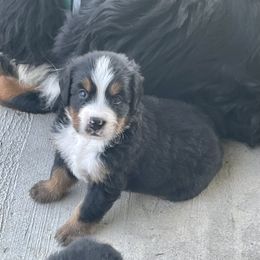 Bernese Mountain Dog Puppies from Willow Tree Berners