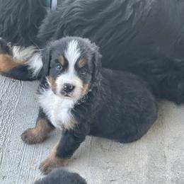 Bernese Mountain Dog Puppies from Willow Tree Berners