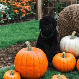 Pecan (Green Band) - Black male Poodle puppy in Plainfield, New Jersey from Caris Paws Poodles and Labradoodles