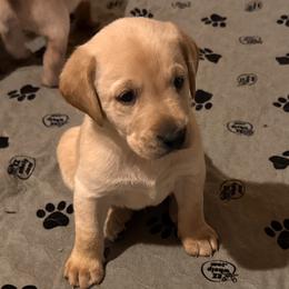 Boy 3 - Yellow male Labrador Retriever puppy in Sherman, Illinois from Prairie State Labs