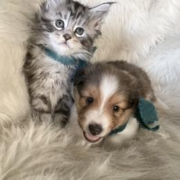 Shetland Sheepdog Puppies from Chas Petersen