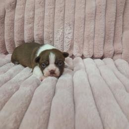 Lilly - Red female Boston Terrier puppy in Calhoun City, Mississippi from Byrd's Beautiful Bostons