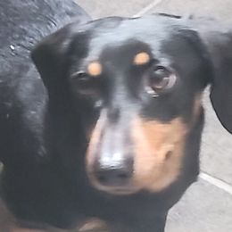 Dachshunds from Dan's Doxie's