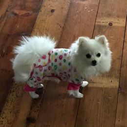 Pomeranians from Spychalski Pomeranians