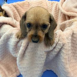 Rose - Red female Dachshund puppy in Gavilan Hills, California from Bacchanal Kennel/Ranch