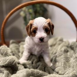 Lucy - White female Cavapoo puppy in Englewood, Ohio from Hart’s Cavapoos