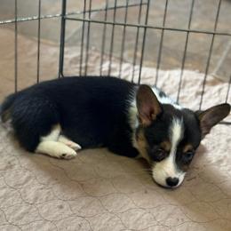 Pink - Black and tan female Pembroke Welsh Corgi puppy in Early, Texas from Mitchell Corgis