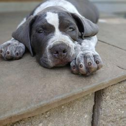 Lt. Blue Collar boy - Blue male American Bully puppy in Sandy Hook, Connecticut from Fia Bullies