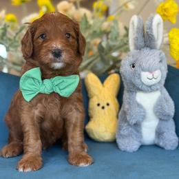 Lennox - Red  male Goldendoodle puppy in Yuciapa, California from AlltheDoodlez_