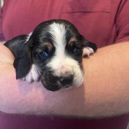 Boy 5 - Black brown and white male Basset Hound puppy in Noblesville, Indiana from Russell Bassets