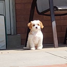 Cavapoo Puppies from California Doodles (central coast)