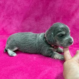 Remi - Blue and cream female Dachshund puppy in Lincoln, Arkansas from Red Dirt Dachshunds