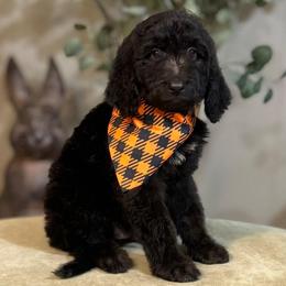 Tenderheart Bear- Orange Collar - Black male Goldendoodle puppy in Bay City, Texas from Charming Doods Goldendoodles