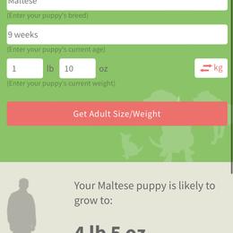 Teacup Star - White female Maltese puppy in North Myrtle Beach, South Carolina from Perfect Puppies