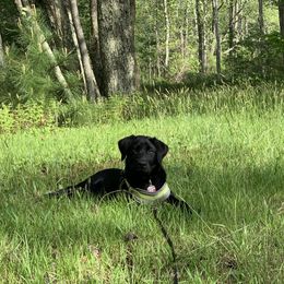Dilute Retriever and Labrador Retriever Puppies from Royalty Retrievers
