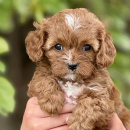 Australian Labradoodles, Bernedoodles, Cavapoos, and Poodles from The Poodle Co. Raising Doodles & Poodles