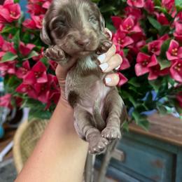 Dottie - Dapple female Dachshund puppy in Harold, Kentucky from Taylors Tiny Tails