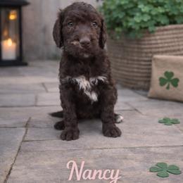 Nancy Wheeler - Chocolate merle female Bernedoodle puppy in Bennett, Colorado from Darling Paws, LLC