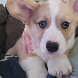 American Corgi and Pembroke Welsh Corgi Puppies from Wildlings & Wild Things Homestead