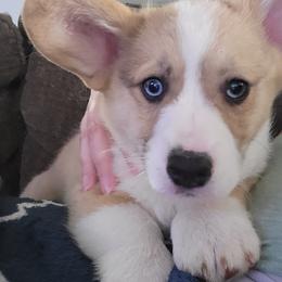 American Corgi and Pembroke Welsh Corgi Puppies from Wildlings & Wild Things Homestead