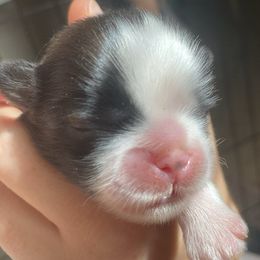 Anna - Brindle and white female Shih Tzu puppy in Jasper, Georgia from Tiny Bubbles Shih Tzus