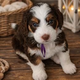 Bernedoodle and Cavapoo Puppies from Positively Doodles
