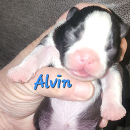 Alvin - Black brindle and white male Boston Terrier puppy in Lexington, Indiana from NanzBostz