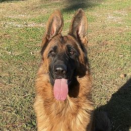 Javah - German Shepherd