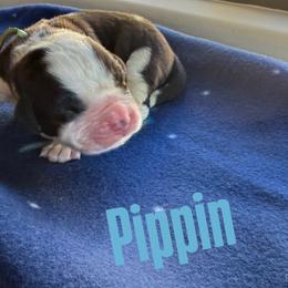 Pippin - Brown and white male Saint Bernard puppy in Ramona, California from Buendias Ranch Saint Bernards & Bernese Mountain Dogs