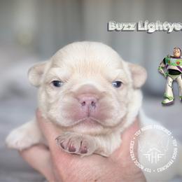 Buzz Lightyear  ( Fluffy) - Cream male French Bulldog puppy in Salem, Oregon from Toy House Frenchies