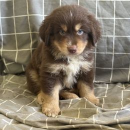 Twix - Red tri-color male Miniature American Shepherd puppy in Plant City, Florida from Osborne & Stormborn FL Kennels