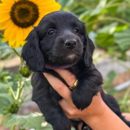 Queen (AKC solid black) - Black female Dachshund puppy in Waddell, Arizona from Neu Doxies