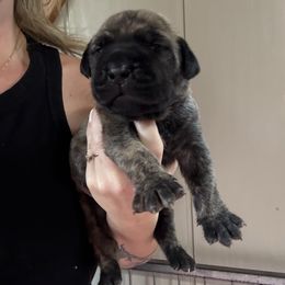 Brindle No Collar - Brindle male Boerboel puppy in Manitowoc, Wisconsin from Mae Boerboel