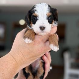 Echo - Tri-color female Bernedoodle puppy in Henry, Illinois from Rowe Farms Doodles