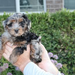 Remington - Merle female Bernedoodle puppy in Eagle Mountain, Utah from Fur Real Puppies.