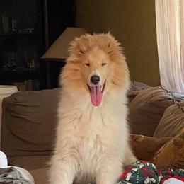 Collie Puppies from Plum Creek Collies