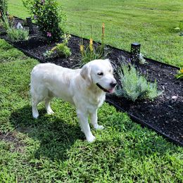 Finn - Golden Retriever
