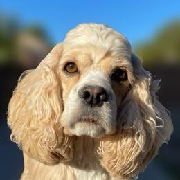 Guero - Cocker Spaniel