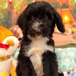 Tuxedo - Black and white male Aussiedoodle puppy in Dickerson, Maryland from Pawsome Aussie Doodles and Oodles