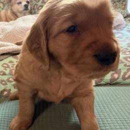 Brown Boy - Dark golden male Golden Retriever puppy in Rockwell, North Carolina from KnL Golden Acres