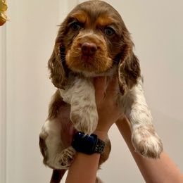 Honey - Brown and white female Cocker Spaniel puppy in Conroe, Texas from Cavi Cutie Collective