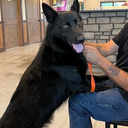 Zeus - German Shepherd