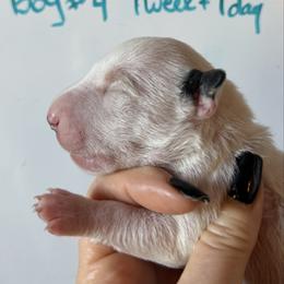 Boy 4 - White male Miniature Bull Terrier puppy in Los Angeles, California from Triumph Miniature Bull Terriers
