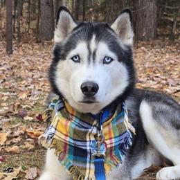 Hunter - Siberian Husky