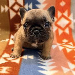 Fawn boy 2 - Fawn and white male French Bulldog puppy in Washington, Pennsylvania from Crooked Pine French Bulldogs