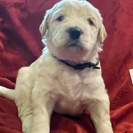 Goldendoodles from SlattonDoodles